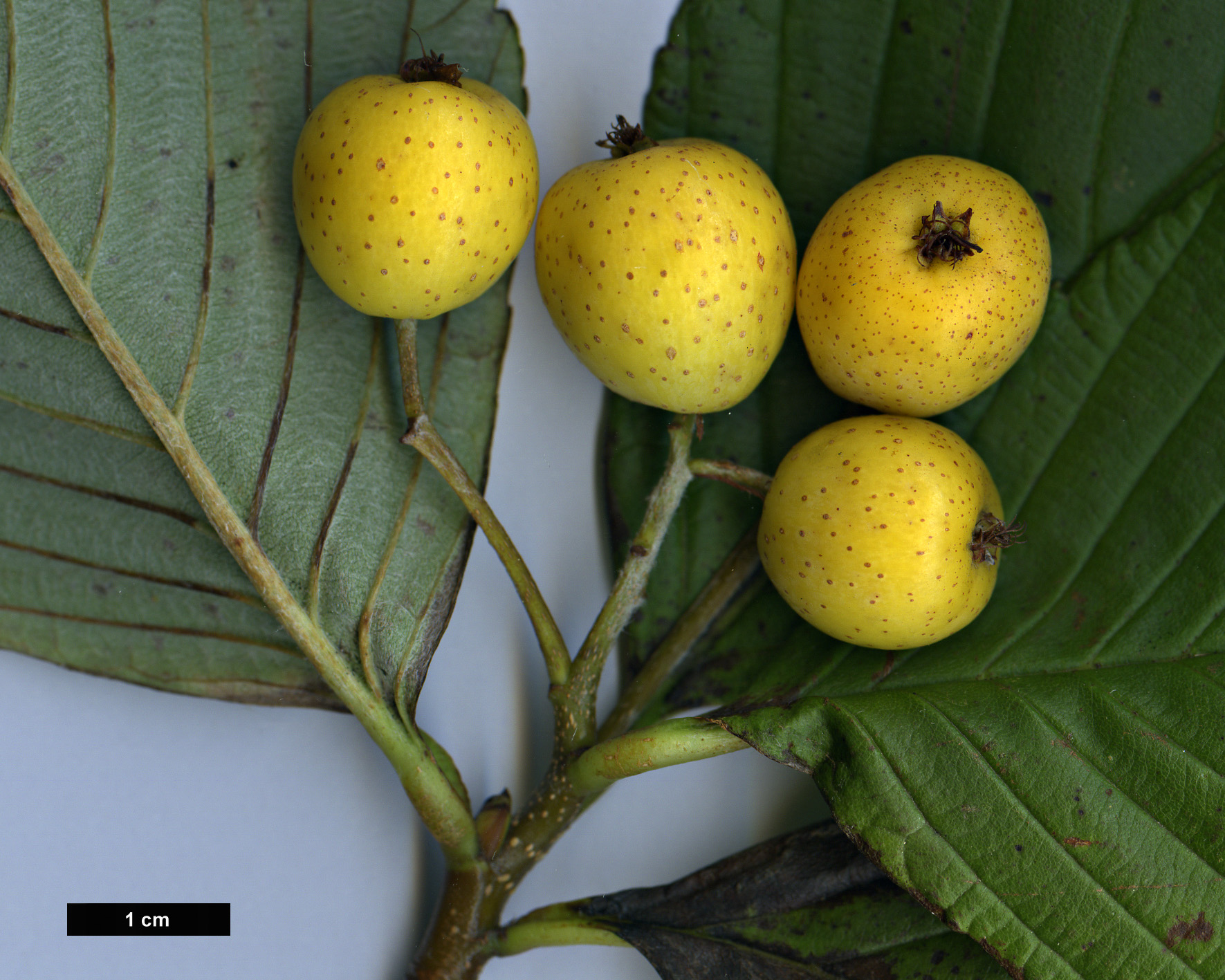 High resolution image: Family: Rosaceae - Genus: Sorbus - Taxon: karchungii